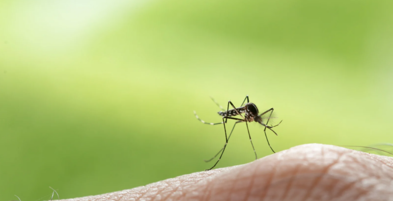 Buzz off! Creating Mosquito-Free Zones for Your Business